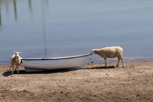 Sheep in the boat