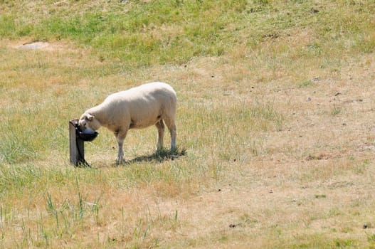 Sheep in the boat
