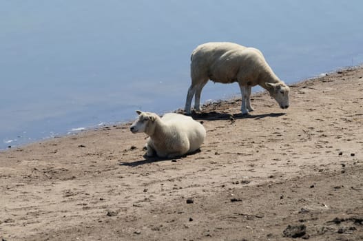 Sheep in the boat