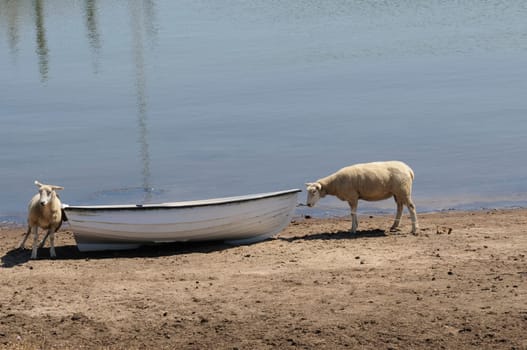 Sheep in the boat