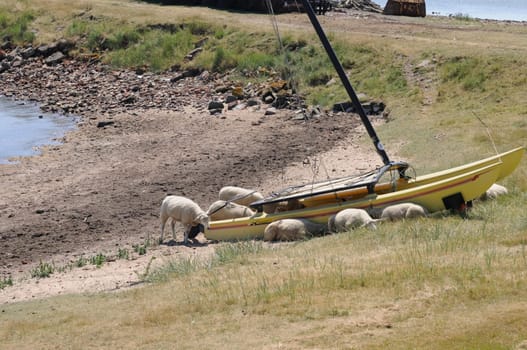 Sheep in the boat