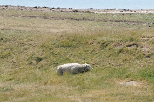 Sheep in the boat