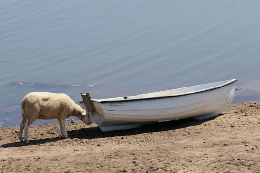 Sheep in the boat