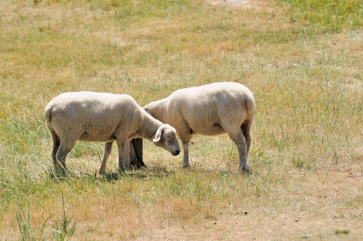 Sheep in the boat