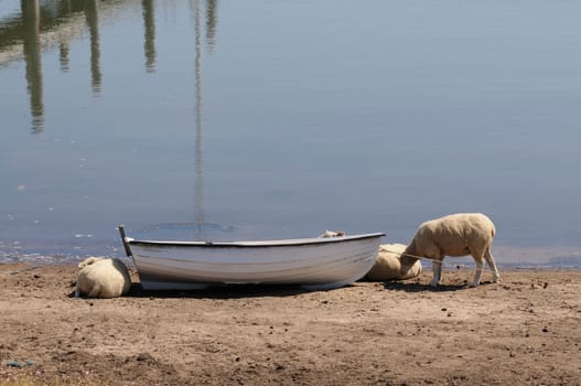 Sheep in the boat
