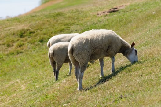 Sheep in the boat