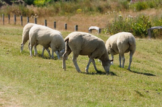 Sheep in the boat