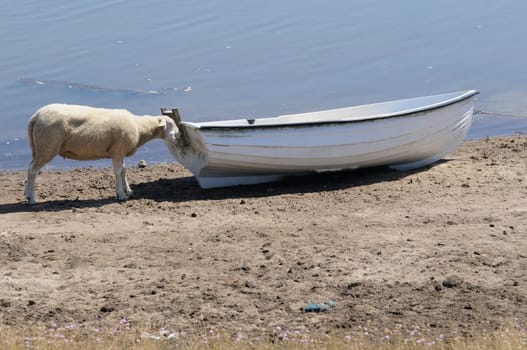Sheep in the boat