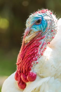 Colorful head of a male turkey,puter