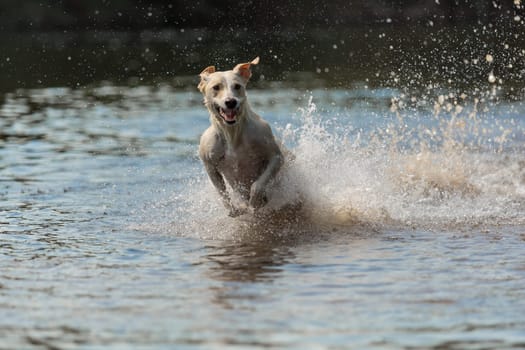 Spanish greyhound chases through the water