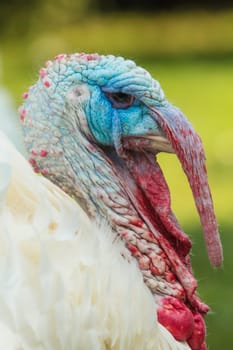 Colorful head of a male turkey,puter