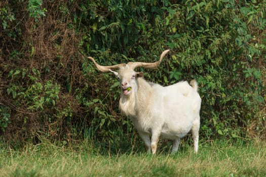 A goat stands in a meadow and chews