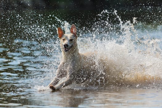 Spanish greyhound chases through the water