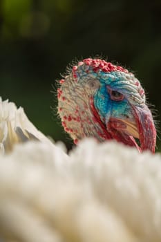Colorful head of a male turkey,puter