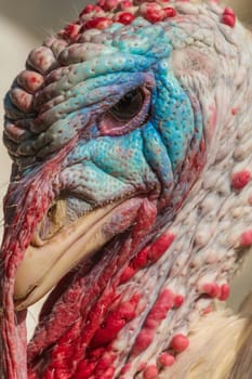 Colorful head of a male turkey,puter
