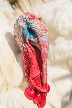 Colorful head of a male turkey,puter