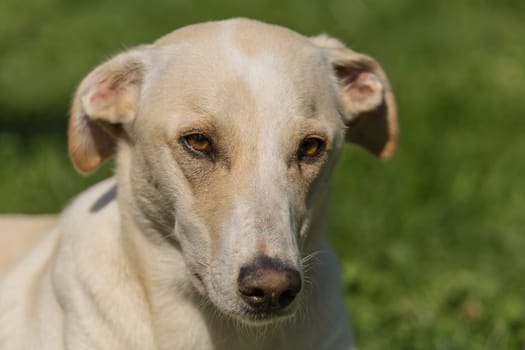 Portrait of a Spanish greyhound