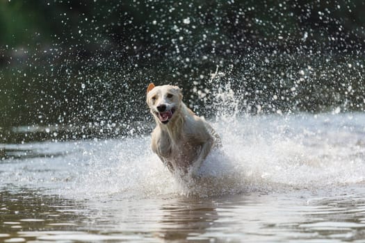 Spanish greyhound chases through the water
