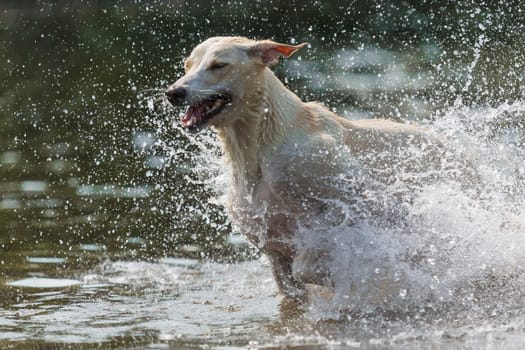 Spanish greyhound chases through the water