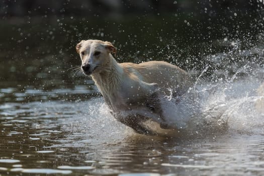 Spanish greyhound chases through the water