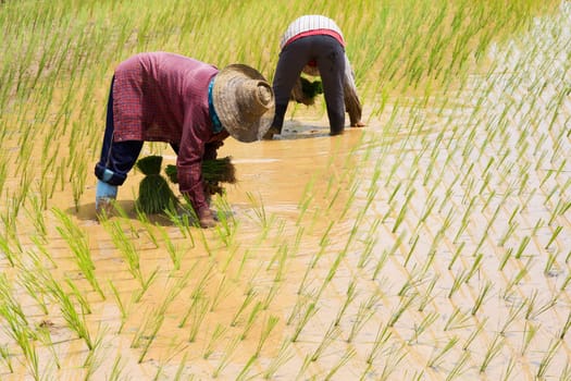 Planting rice,agriculture in Asia at the rice field