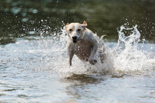 Spanish greyhound chases through the water