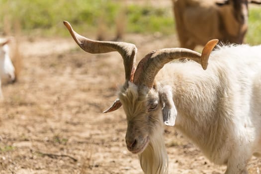 A goat stands in a meadow and chews