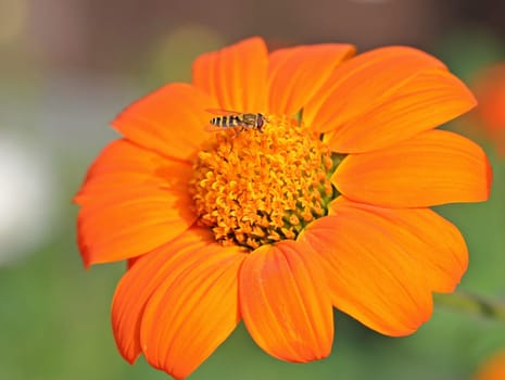Hoverfly on Tithonie