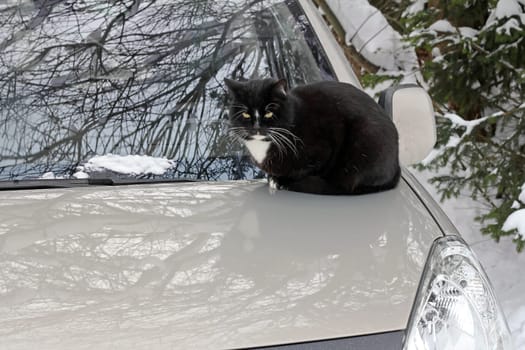 The Kate on the car