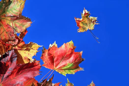 der herbst farbenfrohe