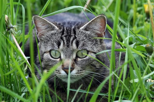 A cat about to attack