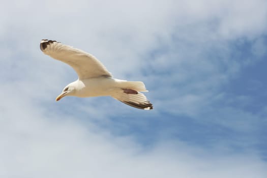 Close-up of a flying herring gull with blue sky in the background