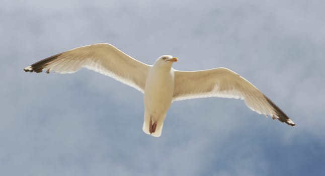 Close-up of a flying herring gull with blue sky in the background