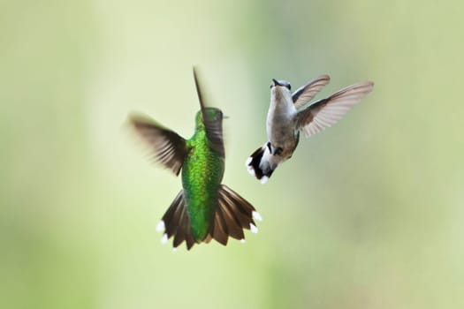 Two beautiful hummingbirds in flight doing their playful mating dance or fighting on a green blurred background of vegetation plants.