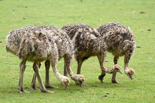 Ostrich Quartet