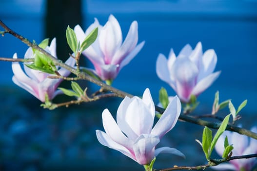 Branch with white magnolia flowers against a blue structured background