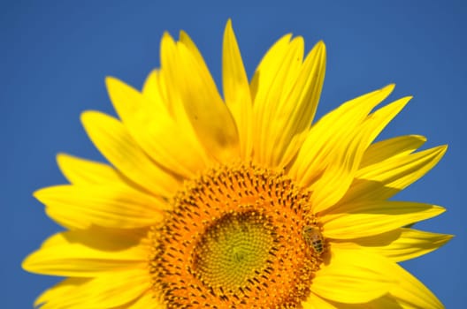 Beautiful sunflowers of Tuscany in Italia