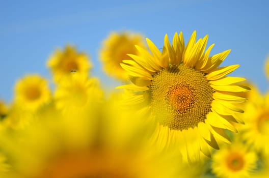 Beautiful sunflowers of Tuscany in Italy against blue sky