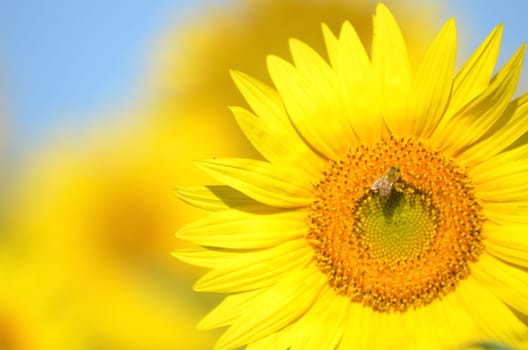 Beautiful sunflowers of Tuscany in Italia