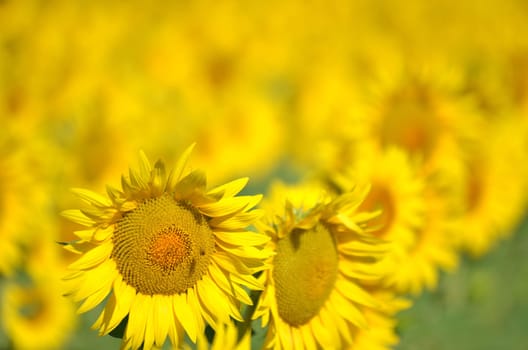 Beautiful sunflowers of Tuscany in Italia