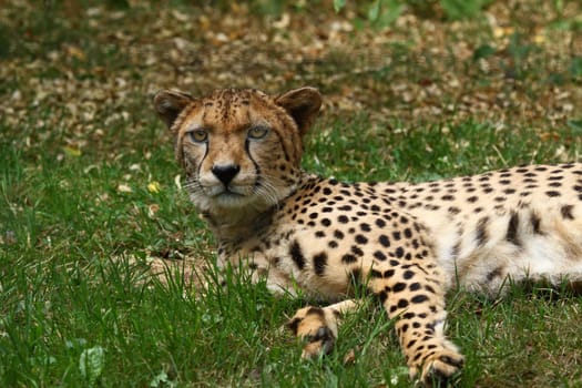 Cheetah