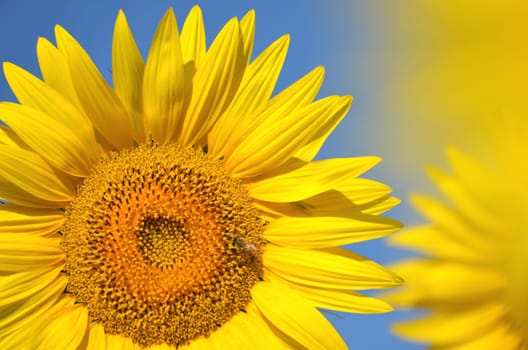 Beautiful sunflowers of Tuscany in Italia
