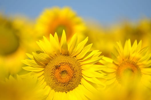 Beautiful sunflowers of Tuscany in Italy against blue sky