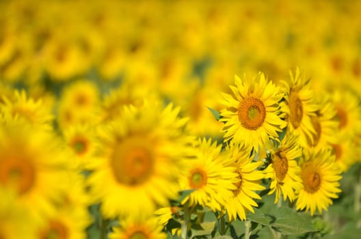 Beautiful sunflowers of Tuscany in Italia