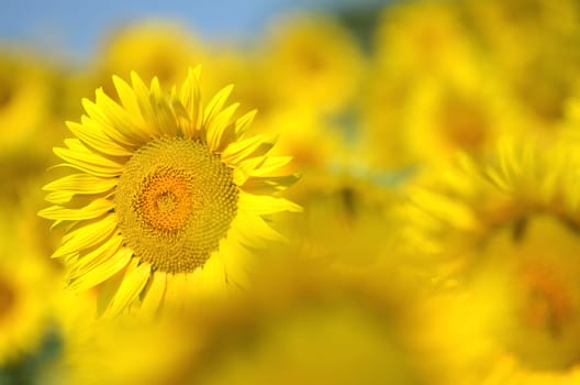 Beautiful sunflowers of Tuscany in Italy against blue sky