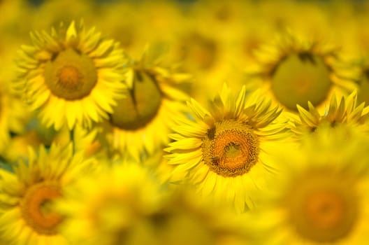 Beautiful sunflowers of Tuscany in Italia