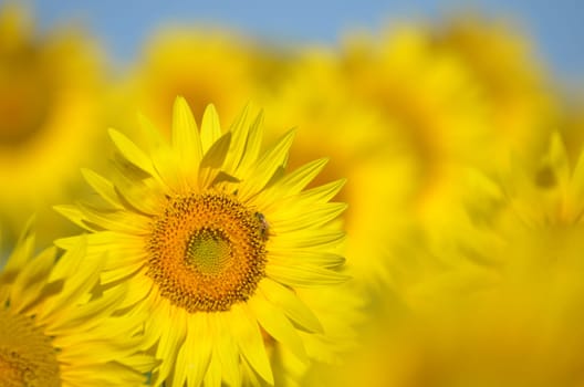 Beautiful sunflowers of Tuscany in Italy against blue sky