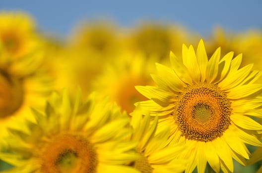 Beautiful sunflowers of Tuscany in Italy against blue sky