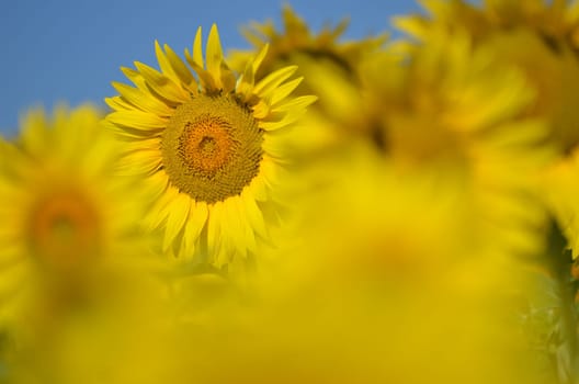 Beautiful sunflowers of Tuscany in Italy against blue sky