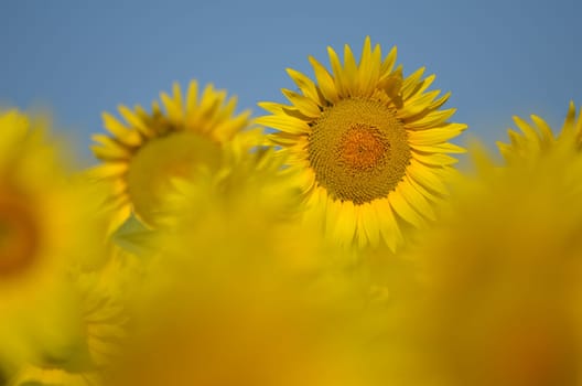 Beautiful sunflowers of Tuscany in Italy against blue sky